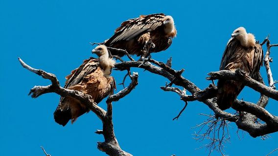Индивидуальная полудневная морская прогулка на остров Плавник с капитаном Бобо.