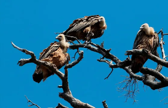 與船長博博一起乘坐私人遊船遊覽普拉夫尼克島半日遊