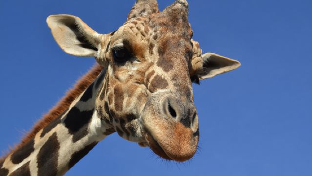 Estrella del Bioparque de Monterrey