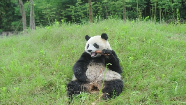 【2-8人專車團/含門票】青城山+都江堰中華大熊貓苑一日遊