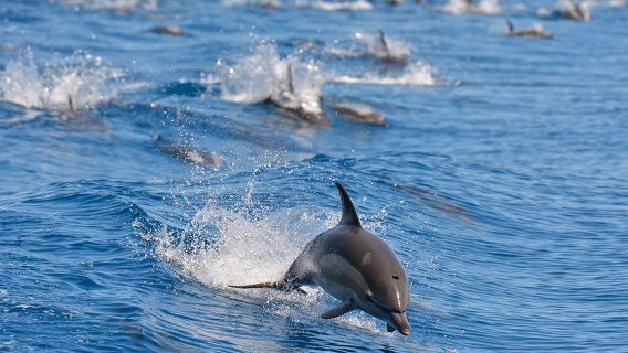 Une excursion d'observation des baleines et des dauphins à Auckland, en Nouvelle-Zélande, à la découverte du parc marin du golfe de Hauraki.
