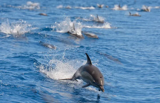 新西蘭奧克蘭鯨魚海豚發現之旅，探索豪拉基灣海洋公園