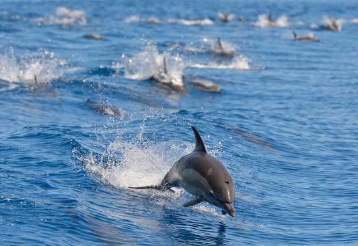 Auckland Whale & Dolphin Tour in New Zealand, exploring Hauraki Gulf Marine Park