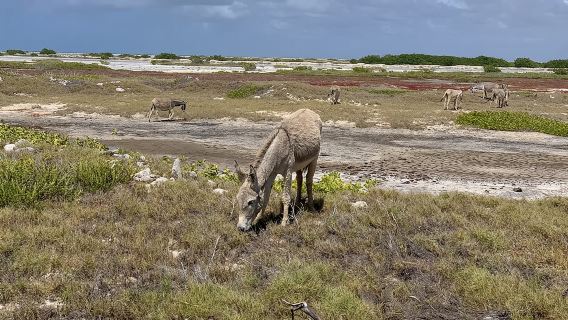 Donkey Sanctuary Tour with a Local Guide 
