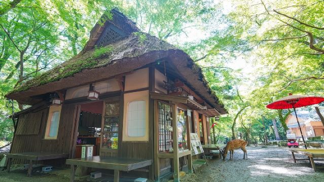 奈良半日ウォーキングツアー（プライベートオプション可）