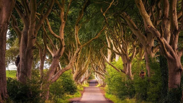 Дневной тур из Дублина к Дороге гигантов, Тёмной аллее и Белфасту