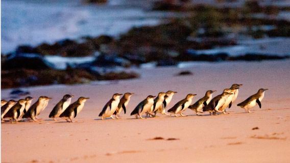 tour di gruppo in inglese · Melbourne Rainbow House + Isola dei Pinguini giornata intera · date del tour disponibili su richiesta · include lo zoo notturno