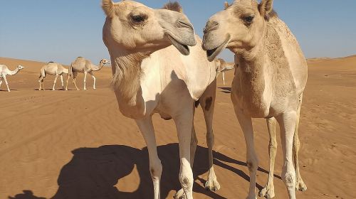 Dubai Morning Red Dunes 4WD Safari & Camel Ride Day Tours 8