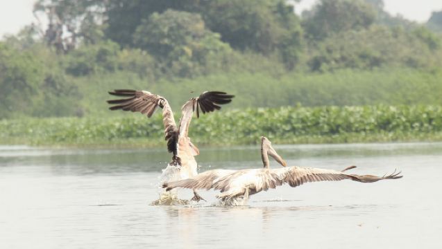Siem Reap: colonia di uccelli Prek Toal, fattoria della seta e cucina