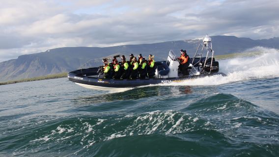Ab Reykjavik: Walbeobachtungstour mit dem Schnellboot