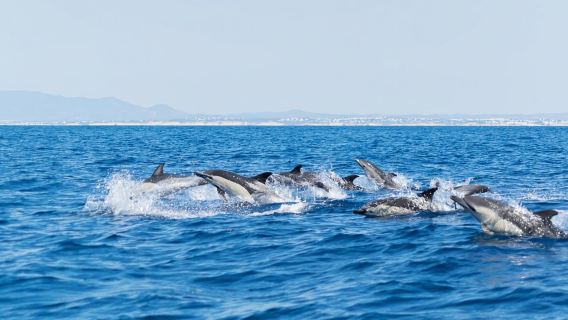 Albufeira: Delfini e Grotte di Benagil – Gommone