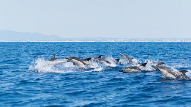 Albufeira: Delfini e Grotte di Benagil – Gommone