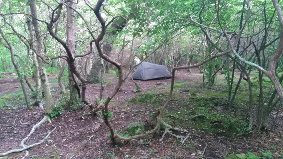 Santa Cruz de Tenerife: 2-Hour Hiking Tour in Anaga Forest