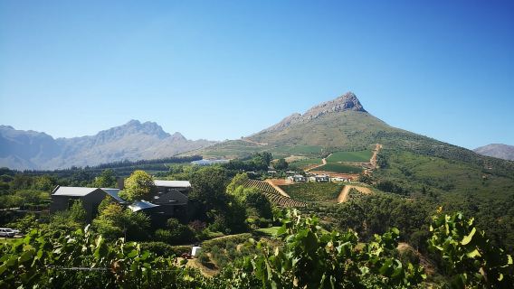 Stellenbosch: escursione guidata di mezza giornata nella natura e degustazione di vini