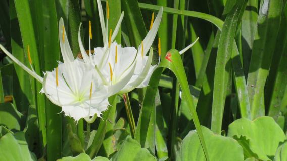 Orlando: Kajaktour in kleiner Gruppe durch Rock Springs Run