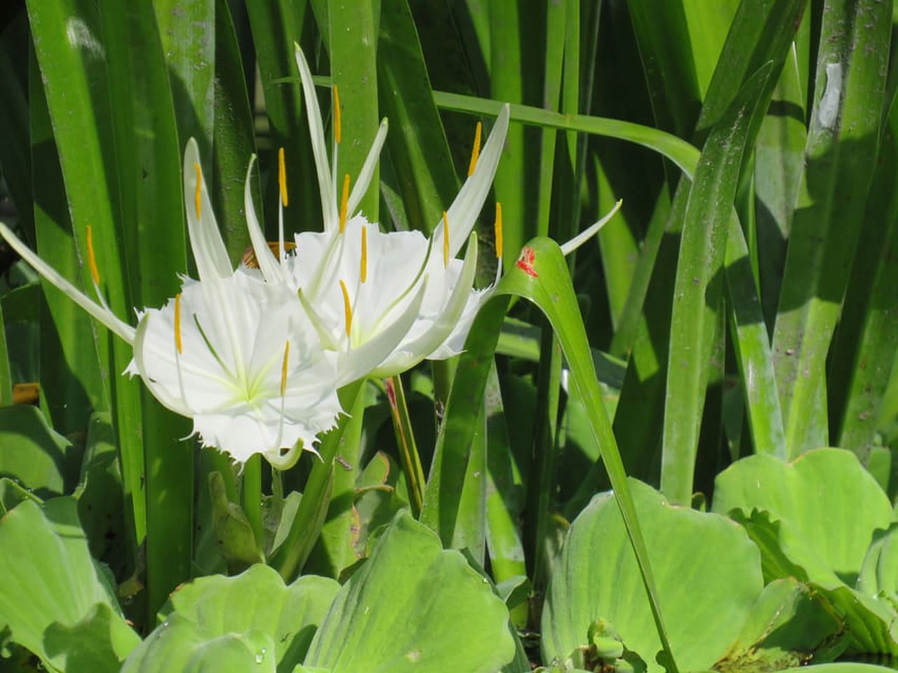オーランド:少人数グループ ロック スプリングス ラン カヤック ツアー