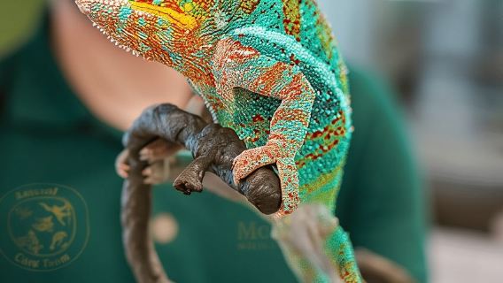 Zoológico de Singapur: Entrada electrónica de 1 día