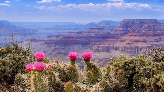 Las Vegas: Recorrido por el borde oeste del Gran Cañón con Skywalk y almuerzo