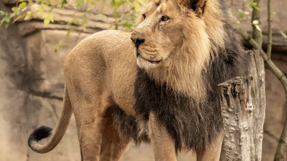 Zoo de Londres : billet d'entrée