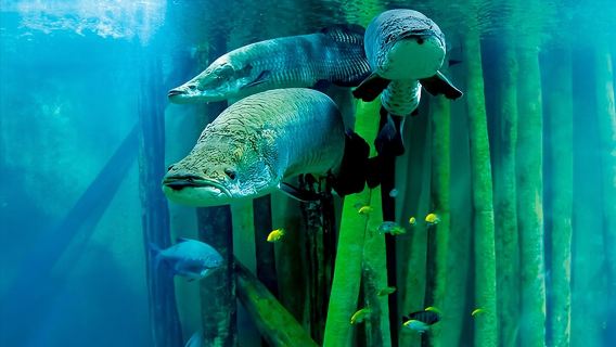 Zaragoza Aquarium Admission Ticket