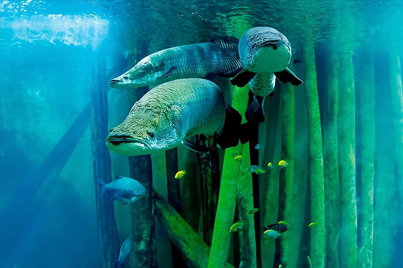 Biglietto d'ingresso all'Acquario di Saragozza