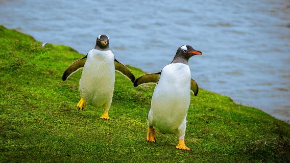 【11月優惠】墨爾本菲利普島+普芬比利蒸汽火車一日遊#企鵝島