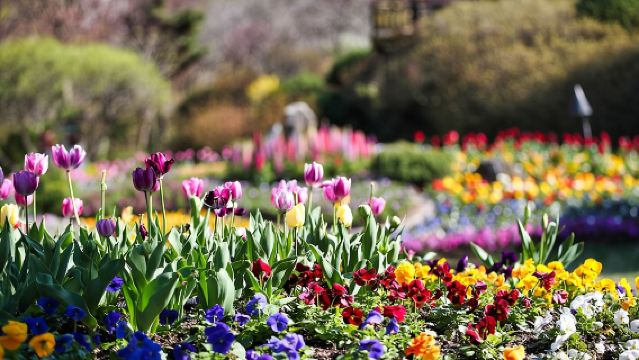 Day Trip to Nami Island with Rail bike and The Garden of Morning Calm