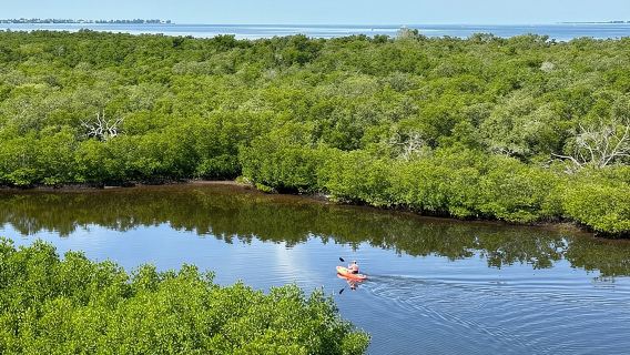 Tour delle mangrovie della riserva Robinson