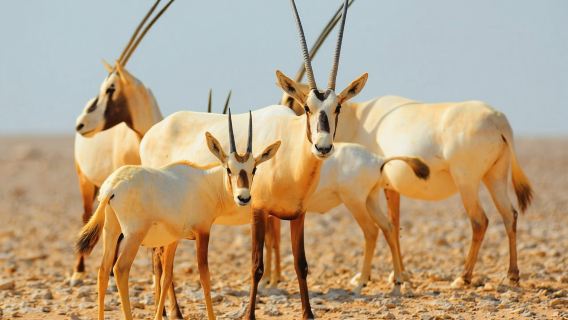 Safari privato nel deserto al mattino per un massimo di 6 persone