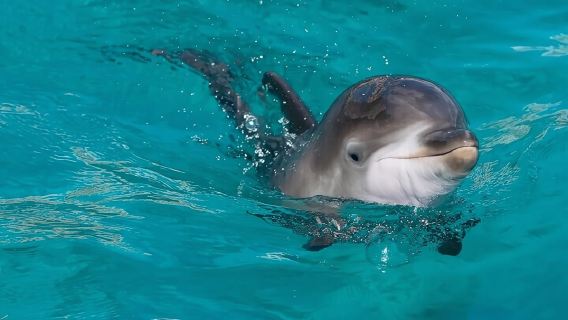 Dolphin House Snorkeling Sea Trip, Water Sport , Lunch - Hurghada