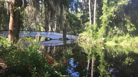 Magnolia Plantation Admission & Tour with Transportation from Charleston