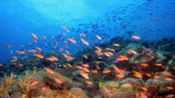 Pattaya, Thailand, experience diving, scuba diving for 1 day [no license, no basic diving | professional boat diving | coach 1V1 |2 deep dives]
