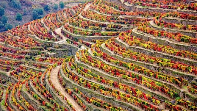 Excursion dans la vallée du Douro : Dégustation de vin, croisière et déjeuner au départ de Porto