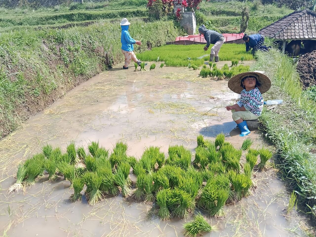 Bali: 1-stündige E-Bike-Tour durch die Reisterrassen von Jatiluwih