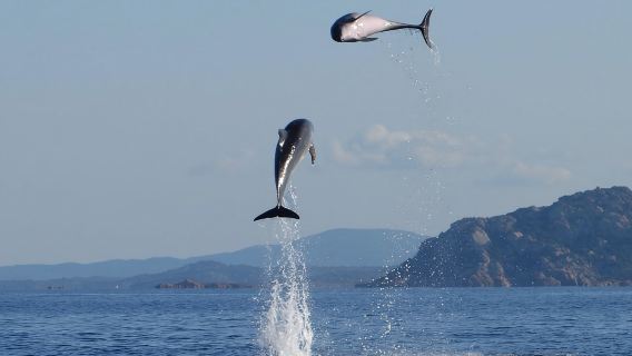 Delfines: Tour de avistamiento de delfines y Capo Figari en balsa