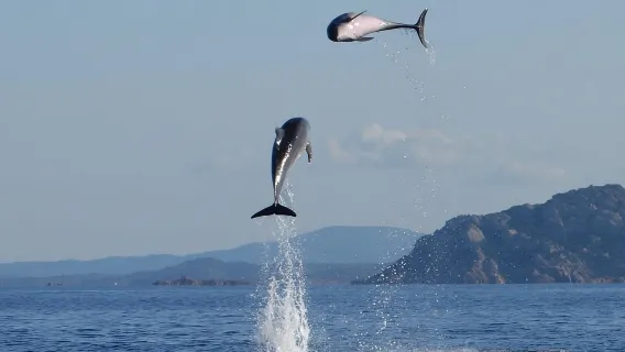 Dolphins: Dolphin Watching Tour and Capo Figari by Raft