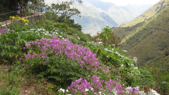 Madeira: Geführte Ganztageswanderung durch Rabaçal