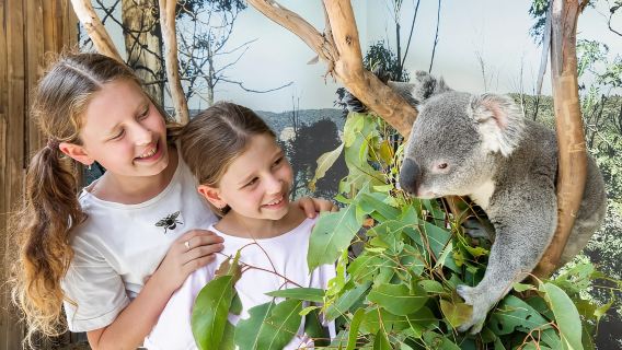 Blue Mountains Sydney Zoo, Koala Photo, Leura & Scenic World