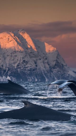 Norway Whale Watching Day Tour [Whale Watching Cruise + Round-Trip Tromso]