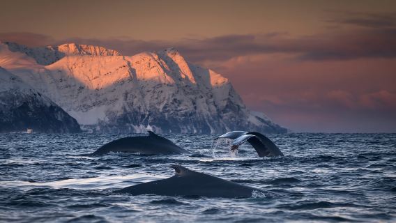 ノルウェー・ホエールウォッチング ワンデーツアー【中型船でのホエールウォッチングクルーズ+トロムソ往復】