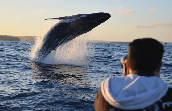 雪梨快艇賞鯨之旅