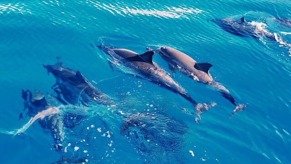 Swim with Dolphins on the West Coast of Oahu