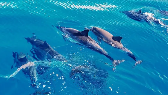 Oahu: Swim with Dolphins on the West Coast