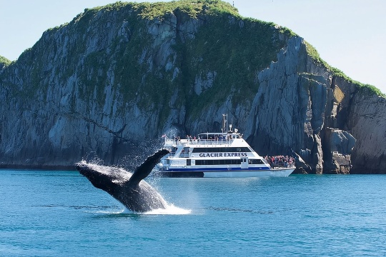 Full-Day Kenai Fjords National Park Cruise