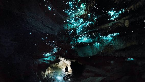 Waitomo's Hidden Gem: Small-Group Off the Beaten Track Tour