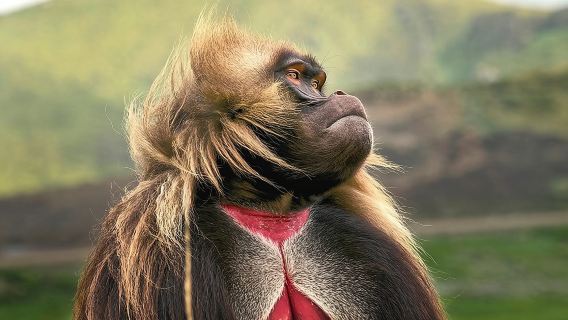 แอดดิสอาบาบา: Debre Libanos, ช่องเขาบลูไนล์ และทัวร์ถ้ำ