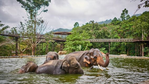 Thailand Samui Elephant Kingdom Sanctuary Half Day Tour Morning/Afternoon