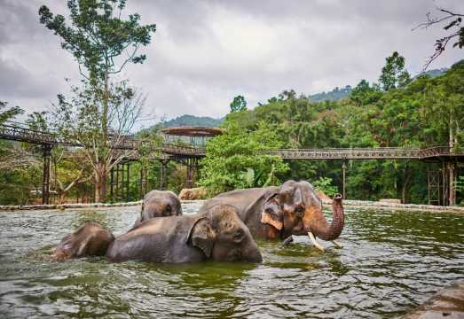 Thailand Samui Elephant Kingdom Sanctuary Half Day Tour Morning/Afternoon