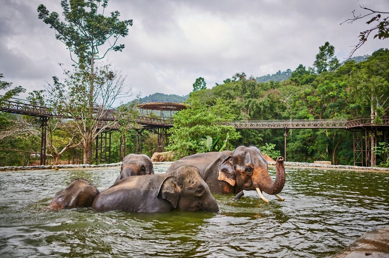Thailand Samui Elephant Kingdom Sanctuary Half Day Tour Morning/Afternoon