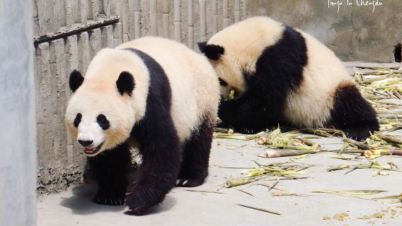 DujiangyanTours